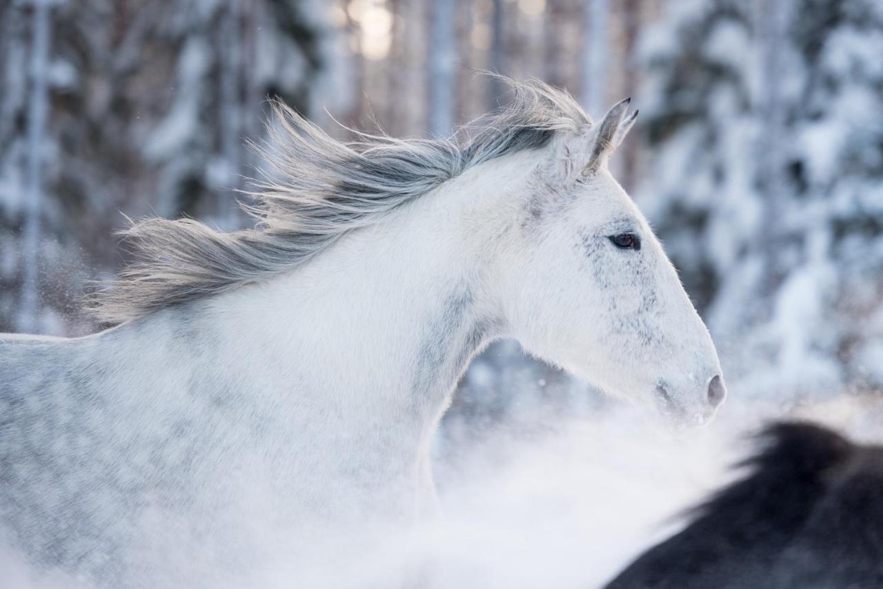 Maatilamatkailu Ilomaeki Seinäjoki Buitenkant foto