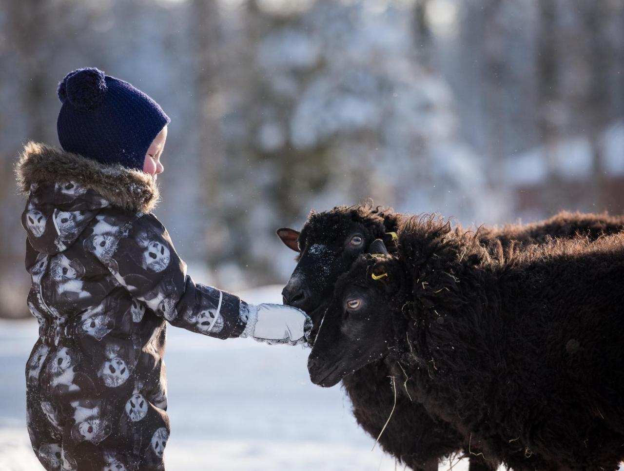Maatilamatkailu Ilomaeki Seinäjoki Buitenkant foto
